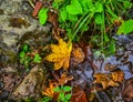 Fallen leaves at forest in Khopra, Nepal Royalty Free Stock Photo