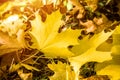 Maple leaves fallen leaves lying on the grass Royalty Free Stock Photo