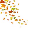 Maple leaves falling