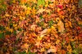 Maple leaves falls in autumn season Royalty Free Stock Photo