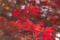 Maple Leaves Royalty Free Stock Photo