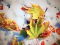 Maple leaves on the frosty ground in winter. Fall frosty leaves Royalty Free Stock Photo