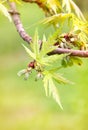 Maple Leaves and Fruits Royalty Free Stock Photo