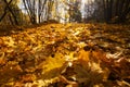 Maple leaves on ground. Lush foliage. Fall background. Sunny forest