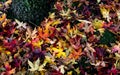 Maple leaves on the ground on a rainy autumn day, close-up Royalty Free Stock Photo