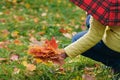 Malpe leaves in hands in fall park Royalty Free Stock Photo