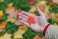 Malpe leaves in hands in fall park Royalty Free Stock Photo