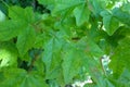 Maple leaves infested with gall mites
