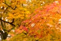 Maple leaves in japan