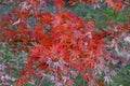 Maple leaves (koyo) Royalty Free Stock Photo