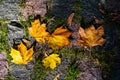 Maple leaves in the light of sunlight fell on the stone blocks with moss. Royalty Free Stock Photo