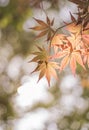 Maple leaves Royalty Free Stock Photo