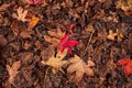 Maple Leaves Mixed Fall Colors Background.. Royalty Free Stock Photo