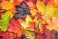 Maple Leaves Mixed Fall Colors Background Royalty Free Stock Photo