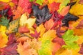 Maple Leaves Mixed Fall Colors Background Royalty Free Stock Photo