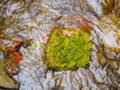 Maple leaves on mossy rocks in streams Royalty Free Stock Photo