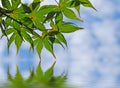 Maple Leaves Over Water Royalty Free Stock Photo