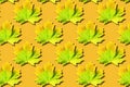 Maple leaves pattern on orange background. Top view. Flat lay. Season concept. Creative layout of colorful autumn leaves Royalty Free Stock Photo