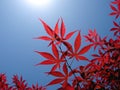 Maple leaves Royalty Free Stock Photo