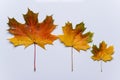 Maple leaves with raindrops on a white background. Autumn red maple leaf, a symbol of autumn. Royalty Free Stock Photo