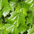 Maple leaves in rainy day background. nature, seasons