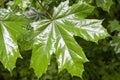 Maple leaves in rainy day background. nature, seasons