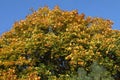 Maple leaves are red orange yellow in early autumn. Royalty Free Stock Photo