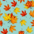 Maple leaves seamless pattern on light blue background. Autumn foliage of deciduous tree lying on surface. Fall season Royalty Free Stock Photo