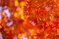 Colorful Maple Leaves in autumn, Kyoto, Japan Royalty Free Stock Photo