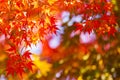 Colorful Maple Leaves in autumn, Kyoto, Japan Royalty Free Stock Photo