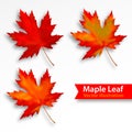 Maple leaves set isolated on white background. Bright red autumn realistic leaves. Vector illustration eps 10 Royalty Free Stock Photo