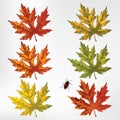 Maple leaves, set. Vector.