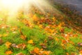 Maple leaves on the slope of the lawn illuminated by the sun in autumn