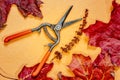 Maple leaves and small hand pruners