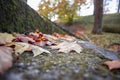 Maple leaves on stone stairs. Autumn leaf color. Yellow, orange and red leaves on ground Royalty Free Stock Photo