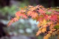 The maple leaves in the suburbs in early autumn gradually turn red.