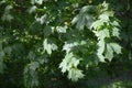 Maple leaves in the summer forest in the rays of the sun