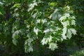 Maple leaves in the summer forest in the rays of the sun