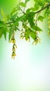 Maple leaves on sunny beautiful nature background. summer landscape with maple trees and sun. Copy space Royalty Free Stock Photo