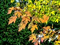 Maple leaves on a tree in autumn Royalty Free Stock Photo