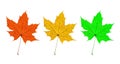 Maple Leaves Trio Royalty Free Stock Photo