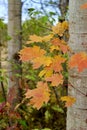 Maple Leaves with Trunk Royalty Free Stock Photo