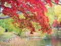 Maple leaves are turning bright red in garden.