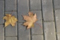 Maple leaves. Two yellow maple leaves on paving stones. Autumn,