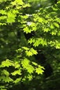 Maple leaves under sun light Royalty Free Stock Photo