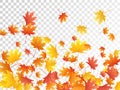 Maple leaves vector illustration, autumn foliage on transparent background. Royalty Free Stock Photo