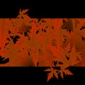 Maple leaves vector, autumn foliage on transparent background. Canadian symbol maple red dry autumn leaves. Fancy tree