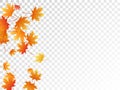 Maple leaves vector illustration, autumn foliage on transparent background. Royalty Free Stock Photo