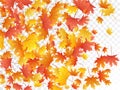 Maple leaves vector illustration, autumn foliage on transparent background.