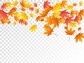 Maple leaves vector illustration, autumn foliage on transparent background. Royalty Free Stock Photo